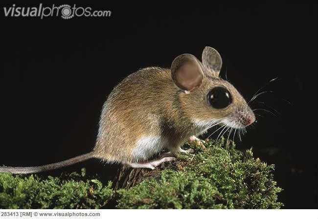 Yellow-necked Field Mouse (Apodemus flavicollis) adult at night, Europe