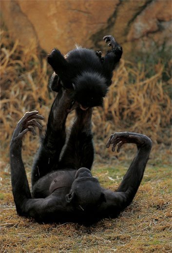 bonobo-playing