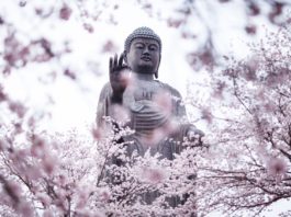 Έφηβα γεράκια