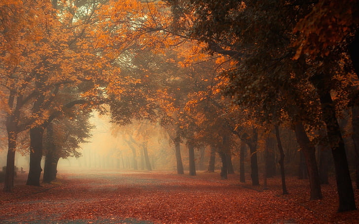 Αυτή η εικόνα δεν έχει ιδιότητα alt. Το όνομα του αρχείου είναι nature-landscape-fall-mist-trees-morning-park-road-leaves-red-orange-tunnel-wallpaper-preview.jpg