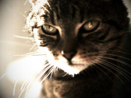 Η κυρίαρχος του σπιτιού